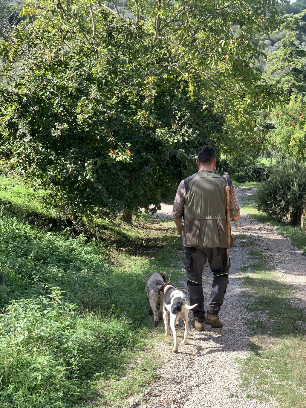 Truffle hunting on private estate in Montisi near Trequanda