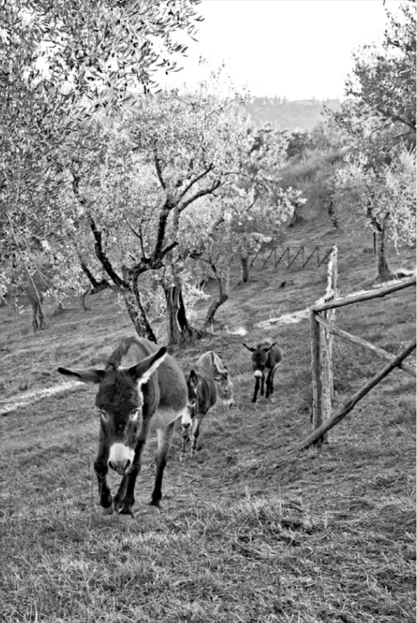 Donkey in the olive groves in Tuscany. Carma Relais
