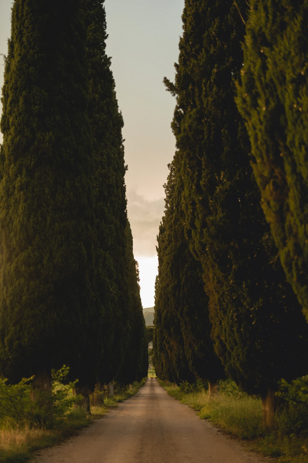 Tuscan Cypress Road near Cortona by Nastia Dolzhenytsia
