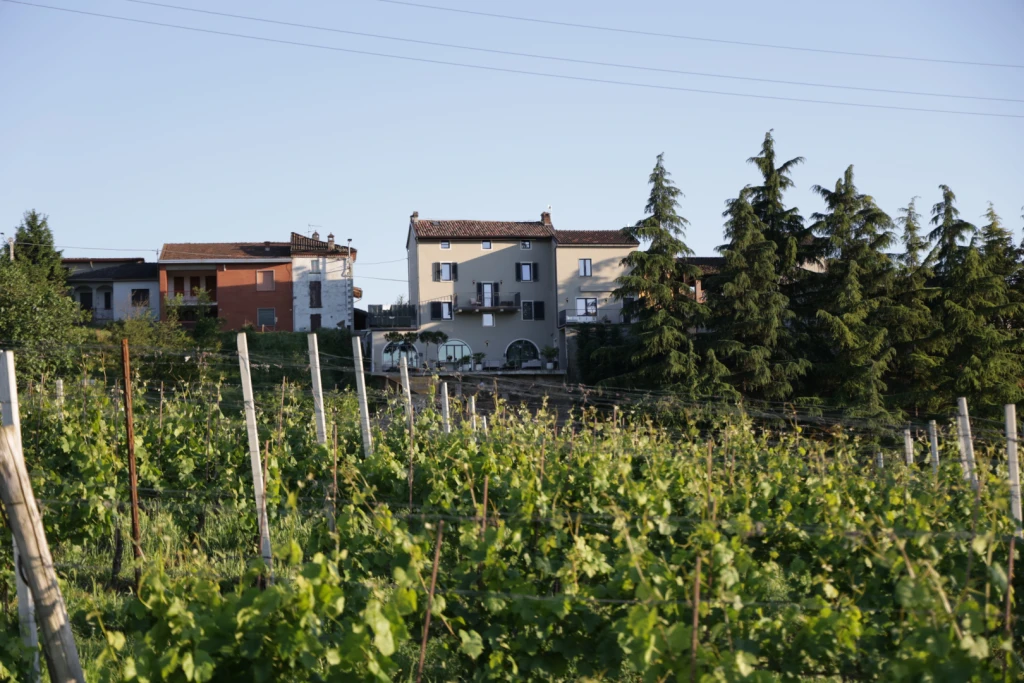 N°  076 | Among the vineyards