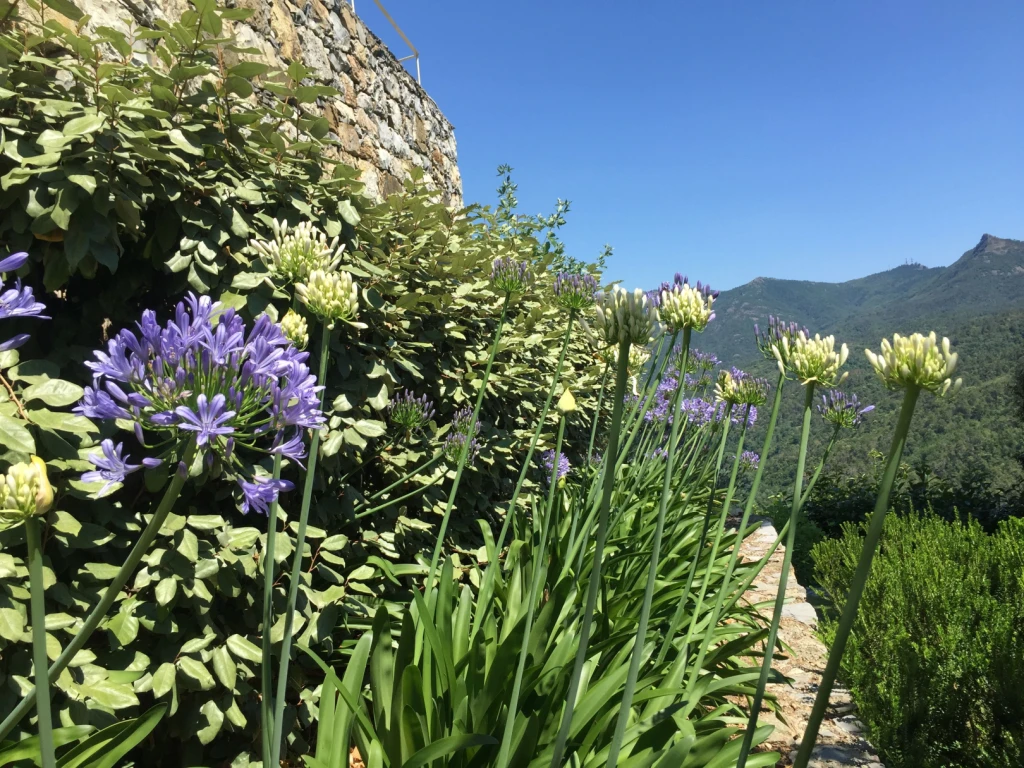 Epic mountain views and a garden full of flowers