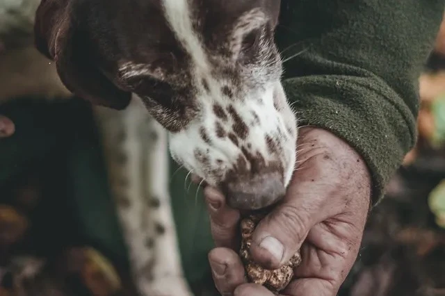 Truffle hunting - Spello